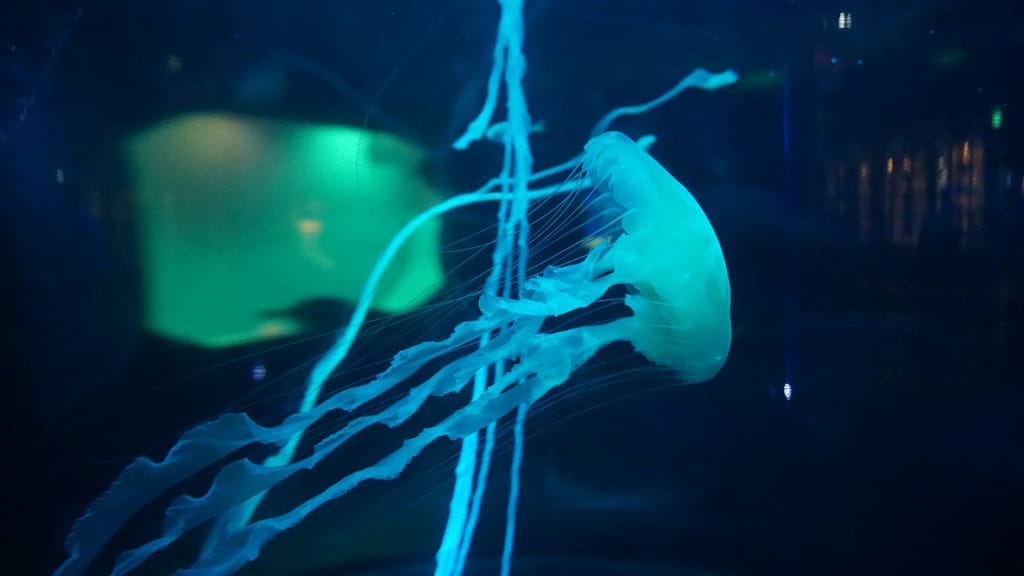 Jellyfish in aquaculture: reducing pH levels