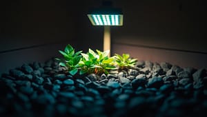 Can plants survive on artificial lighting? Know the truth